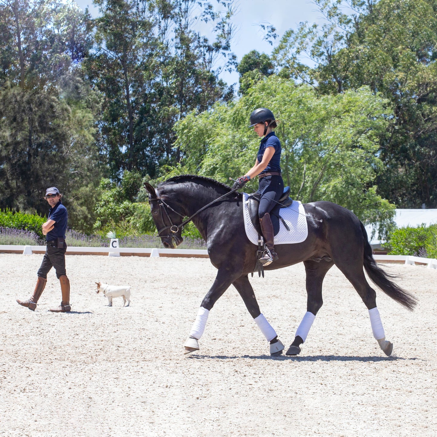 Dressage Lesson - Low Season