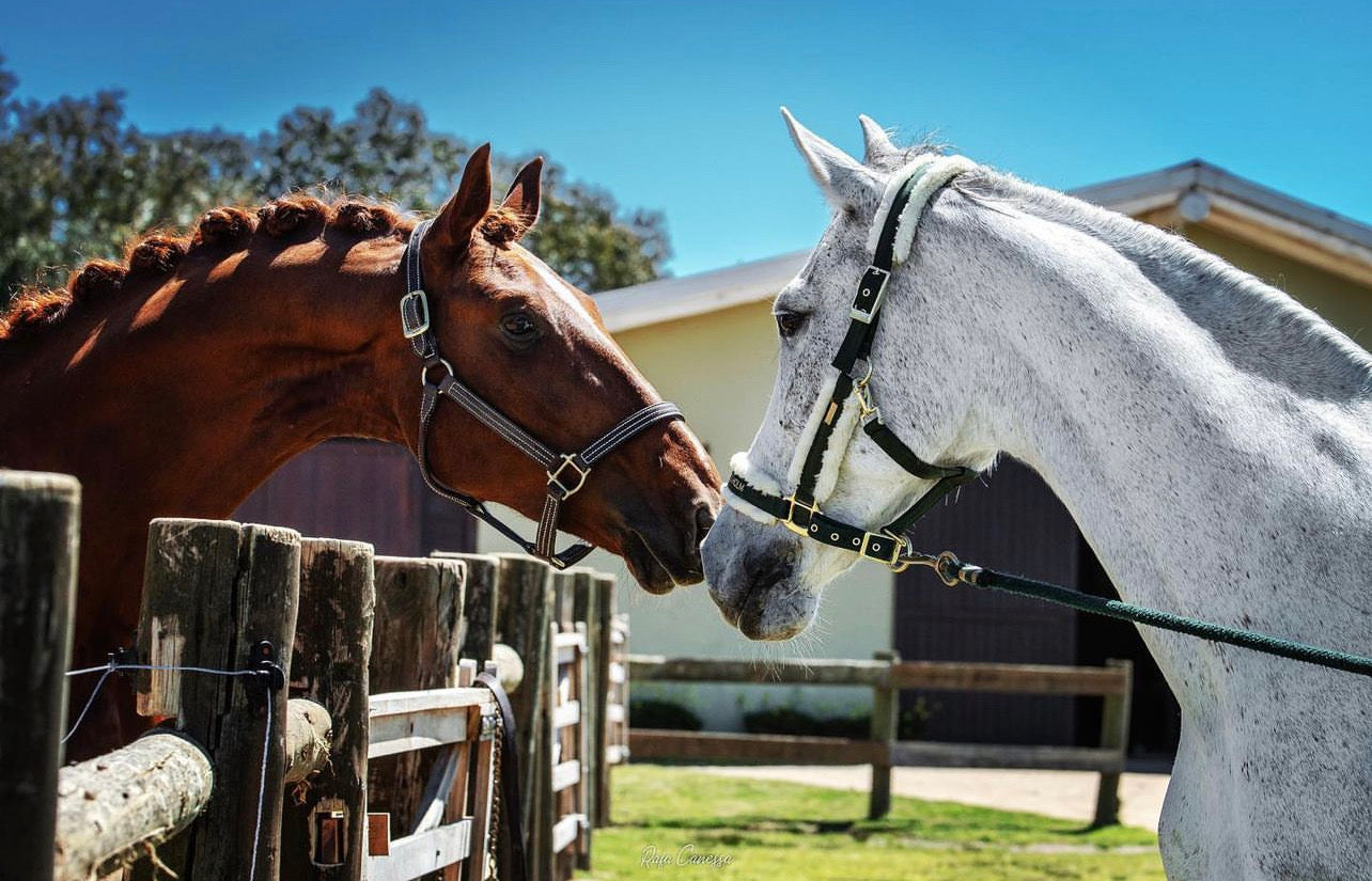 Equine Boarding - Pasture