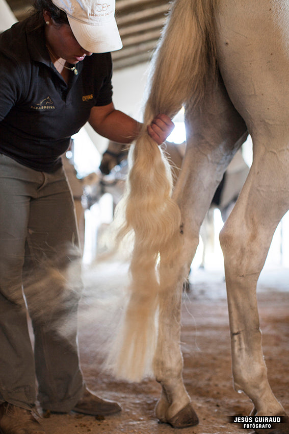 Equine Boarding - Stall