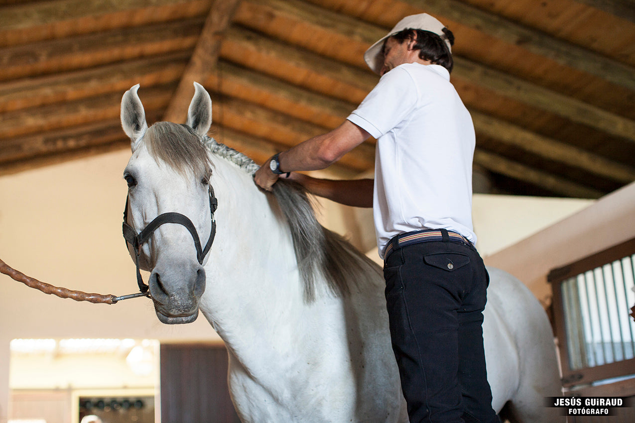 Equine Boarding - Stall