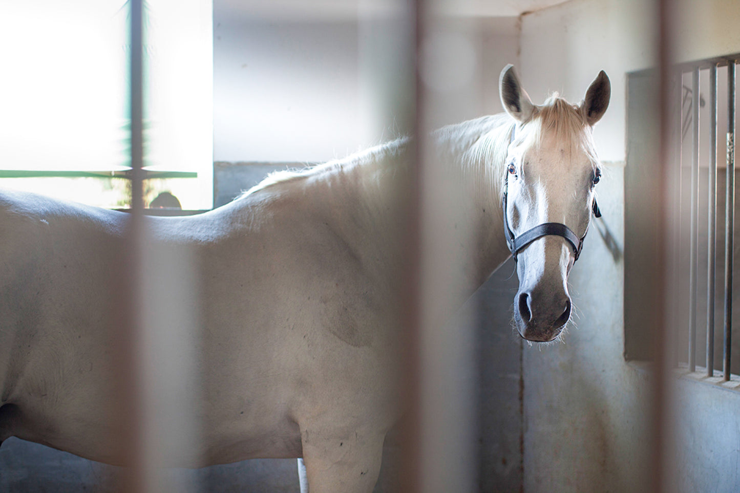 Equine Boarding - Stall